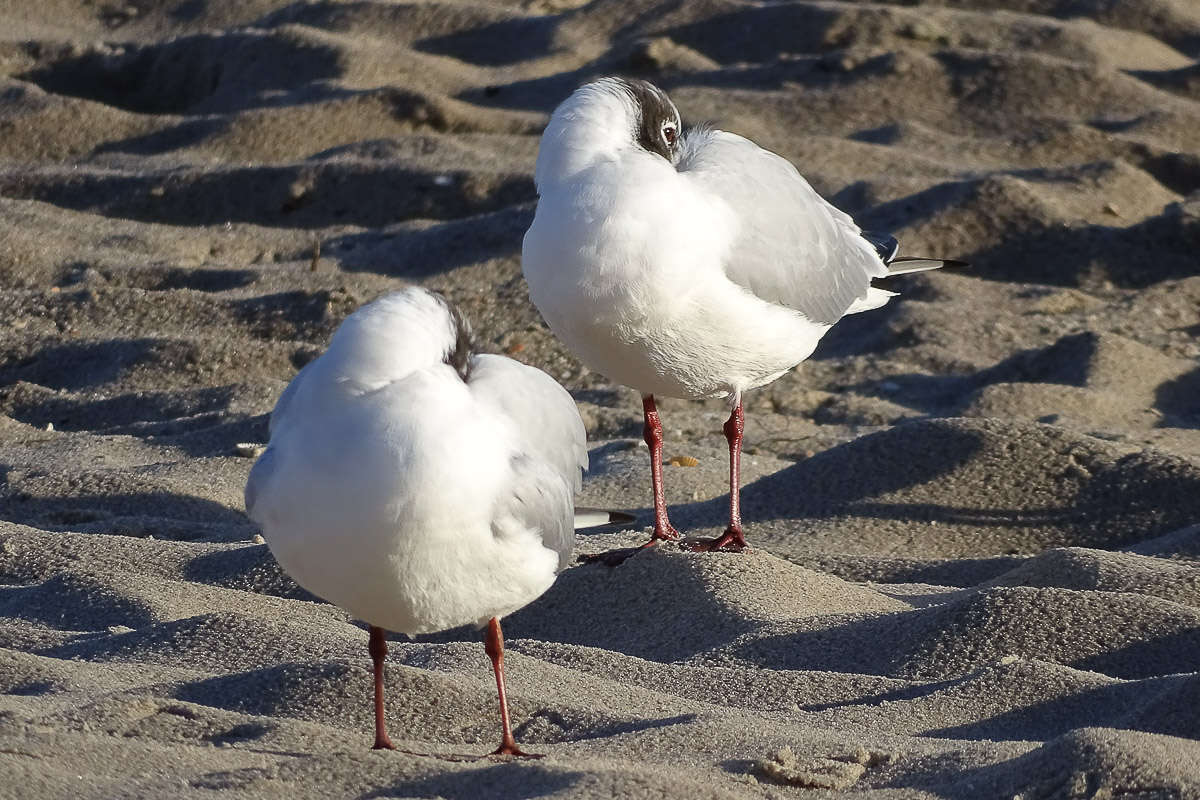 Bild: /images/startseite_slider/bauerschaefer_usedom_008.jpg#joomlaImage://local-images/startseite_slider/bauerschaefer_usedom_008.jpg?width=1200&height=900